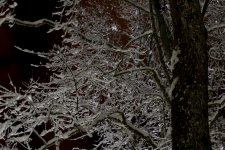 _dsc7736